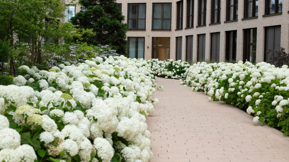 Hortenzie stromečkovitá (Hydrangea arborescens) 