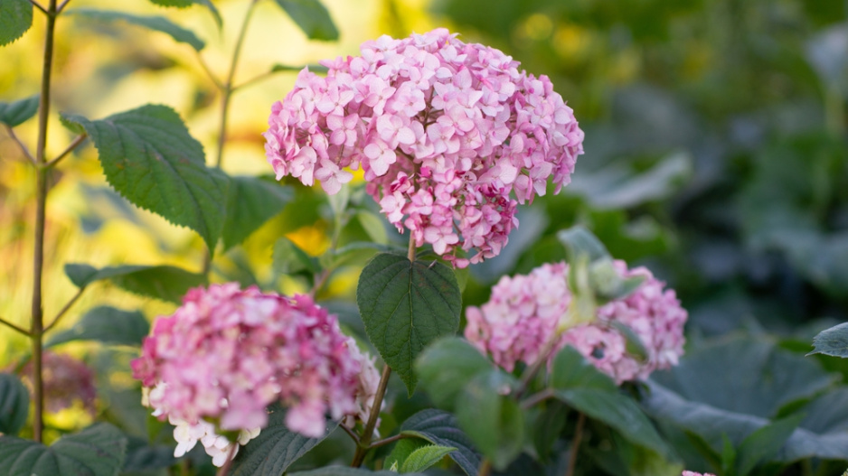 Hortenzie stromečkovitá (Hydrangea arborescens) 