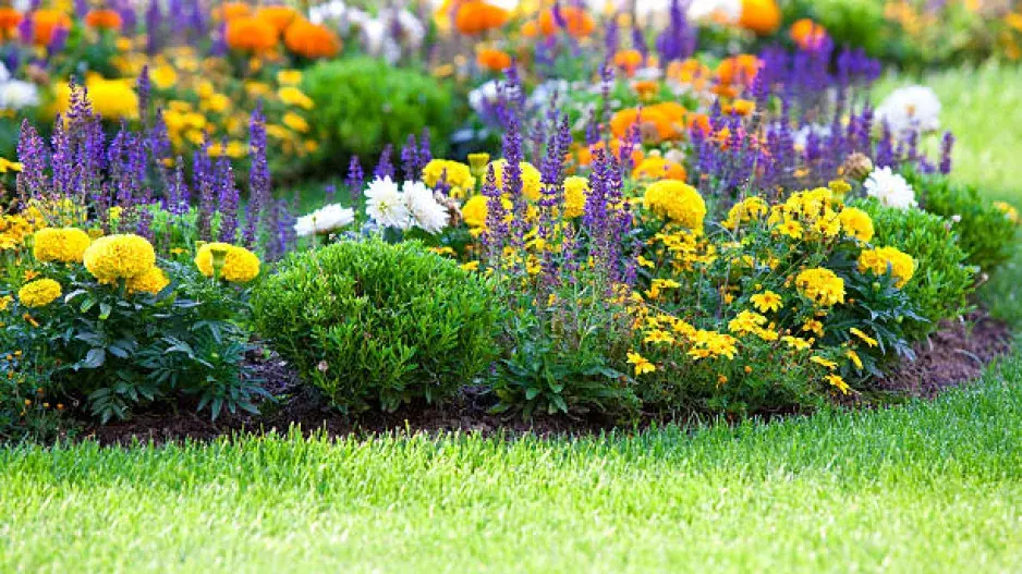 Fialové trvalky a dřeviny