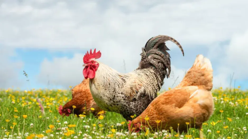 Slepičí trus jako hnojivo