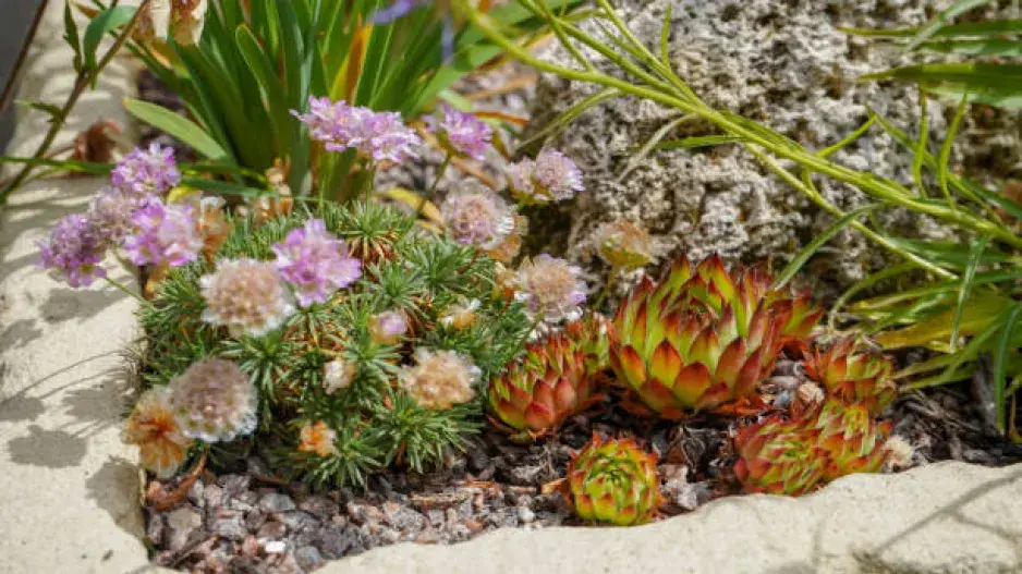 Neobvyklé druhy skalniček