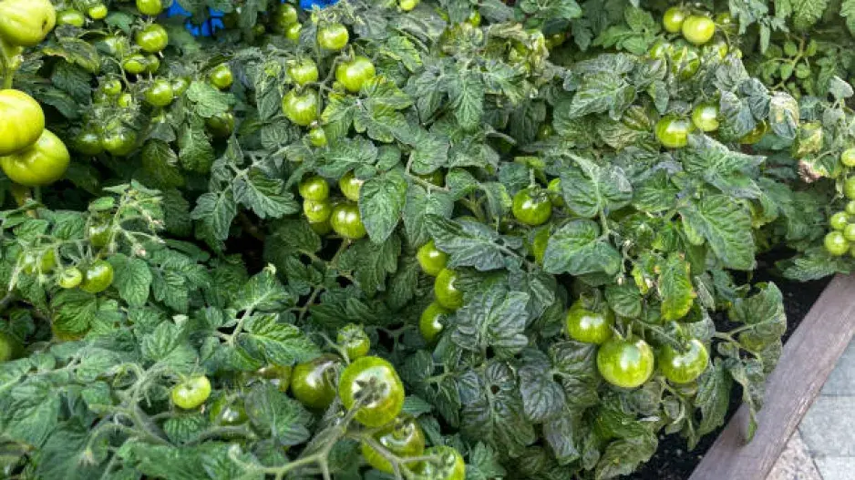 Plíseň na rajčatech