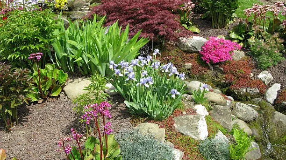 Nejkrásnější skalničky