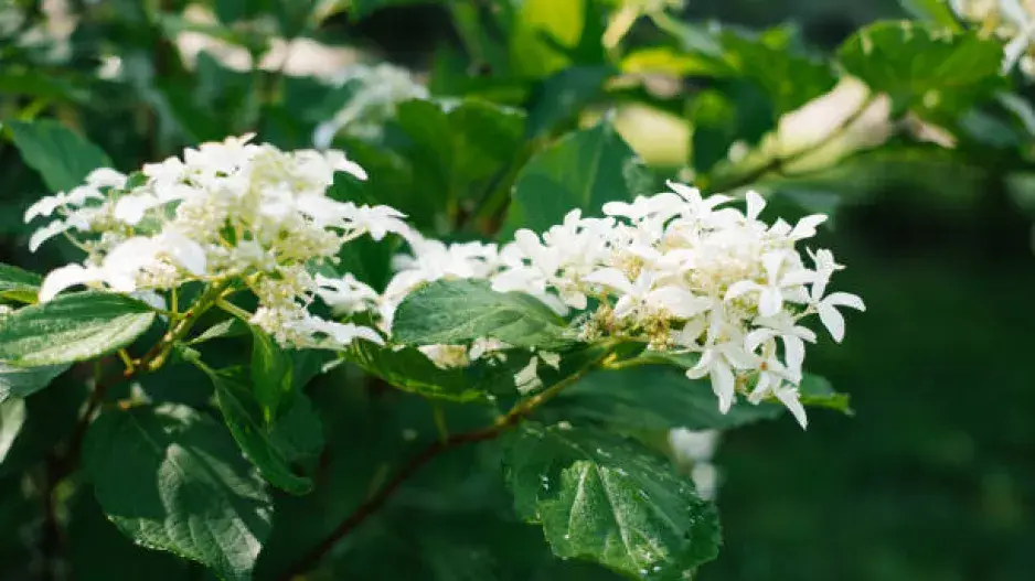 Popínavá hortenzie