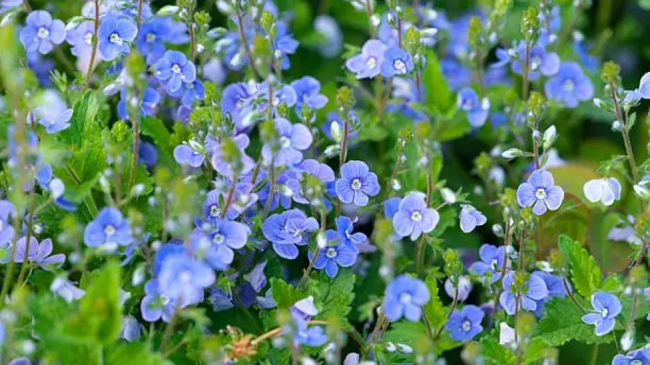 Nenáročné rostliny