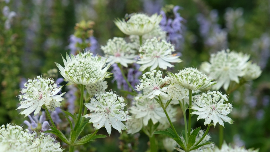 Jarmanka větší (Astrantia major) 