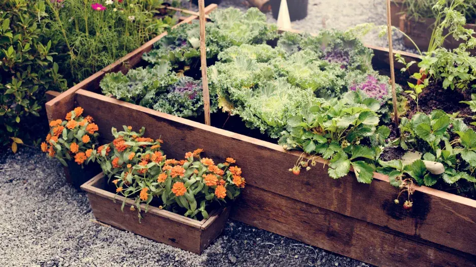 Moderní způsoby pěstování trvalek