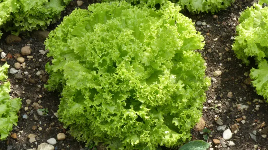 letní saláty letní saláty