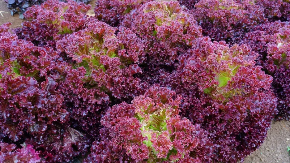 letní saláty letní saláty