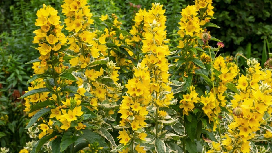 Vrbina tečkovaná (Lysimachia punctata)