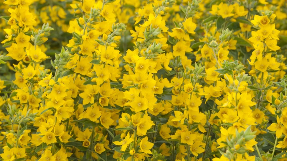 Vrbina tečkovaná (Lysimachia punctata)