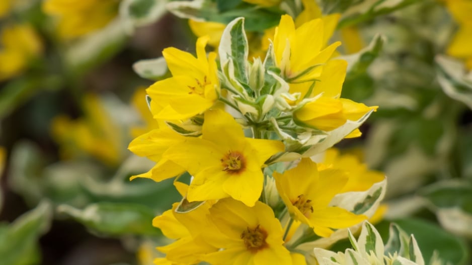 Vrbina tečkovaná (Lysimachia punctata)