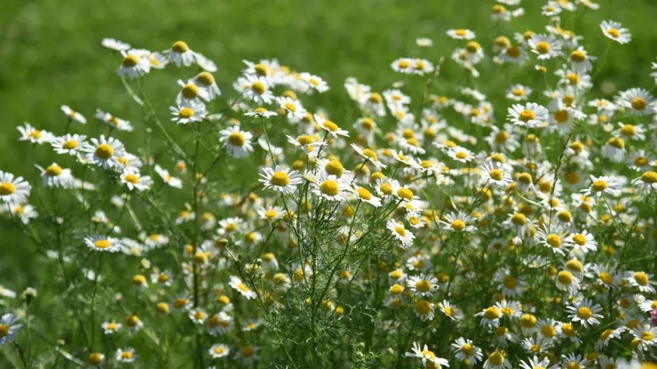 bylinky a zelenina bylinky a zelenina