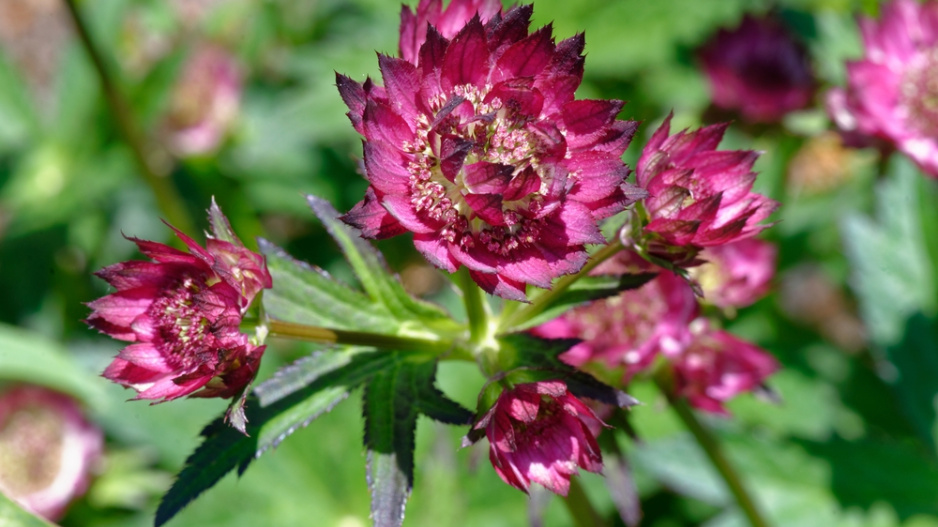 Jarmanka větší (Astrantia major) 