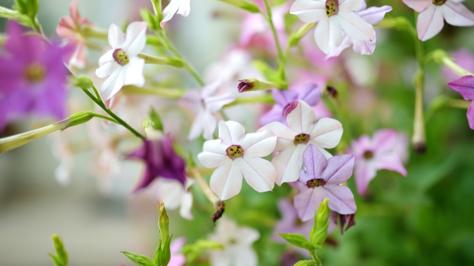 Tabák křídlatý (Nicotiana alata) 
