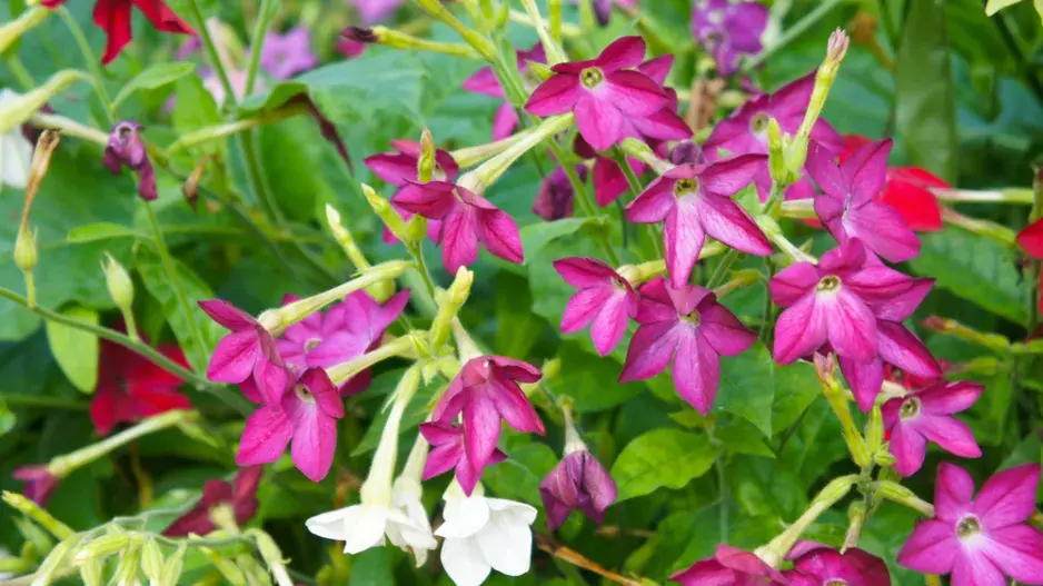Tabák křídlatý (Nicotiana alata)
