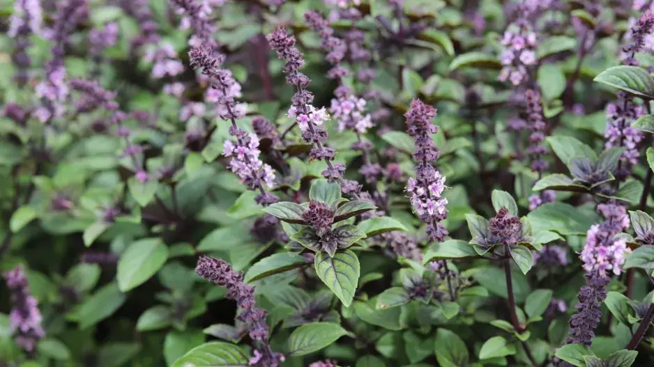 bylinky a zelenina bylinky a zelenina