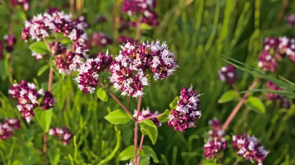 bylinky a zelenina bylinky a zelenina