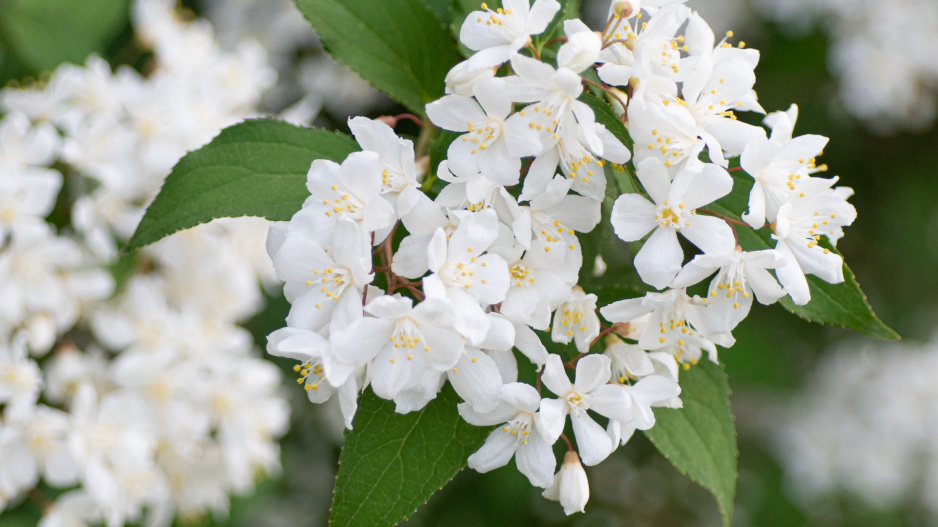 Pustoryl věncový (Philadelphus coronarius) 