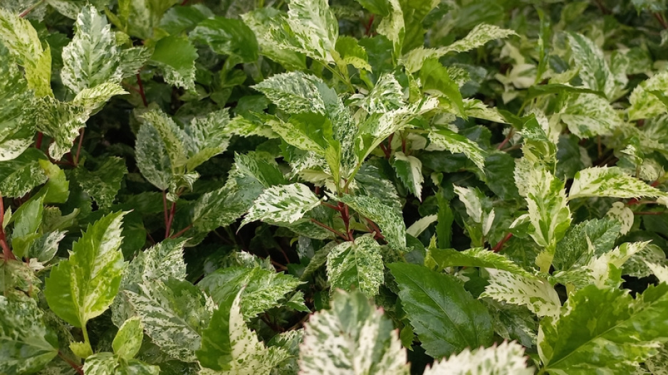 Pustoryl věncový (Philadelphus coronarius) 