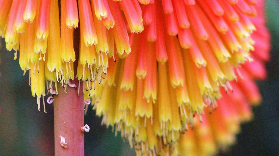Kniphofia