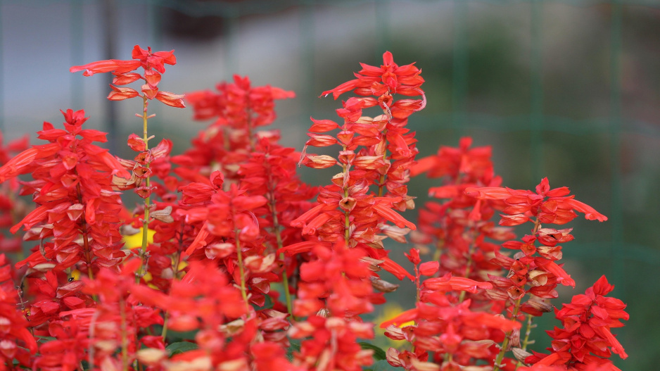 Šalvěj zářivá (Salvia splendens) 