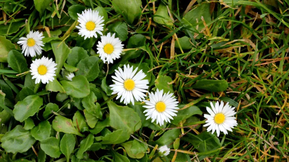 sedmikrásky v zahradě