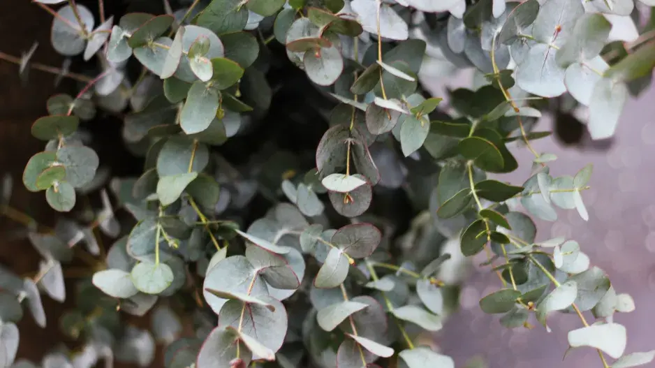 Eukalyptus gunnii Eukalyptus gunnii