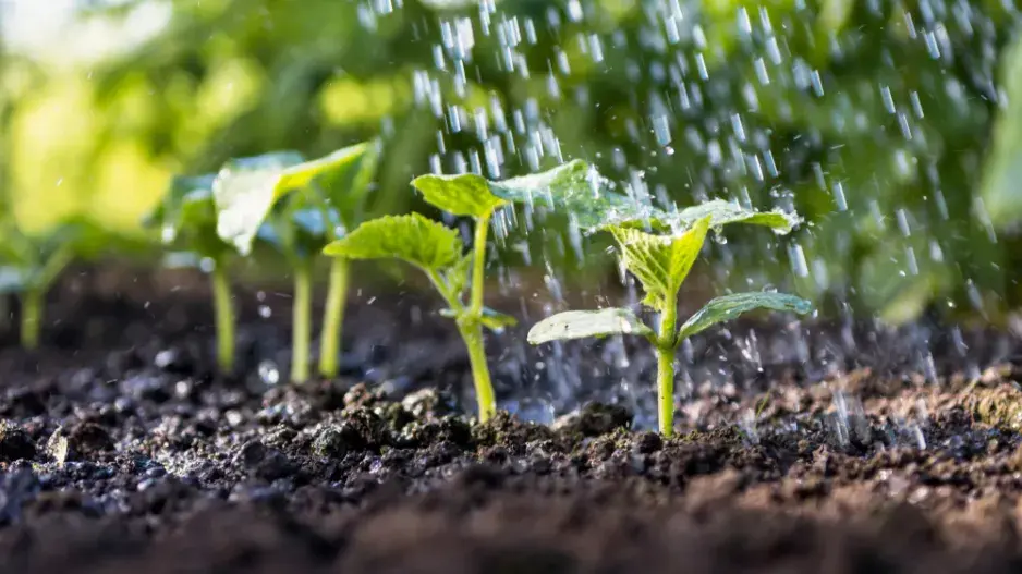 Nejčastější chyby při zalévání Nejčastější chyby při zalévání
