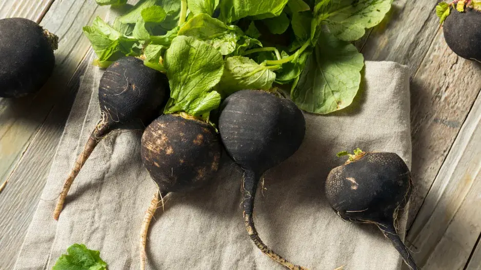 Ředkev setá černá (Raphanus sativus)