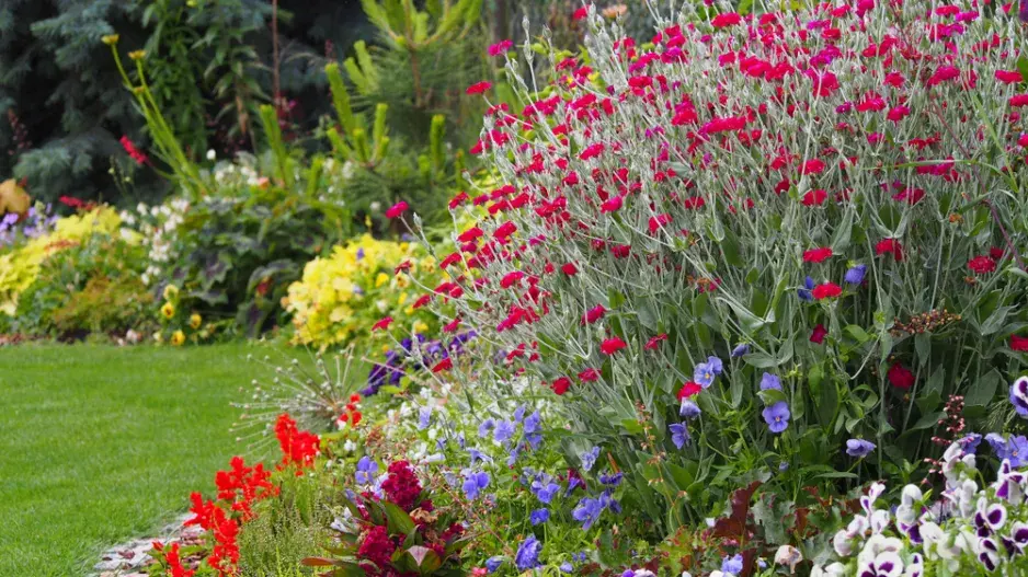 Kohoutek věncový (Lychnis coronaria) 