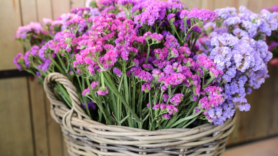 Limonka chobotnatá (Limonium sinuatum)