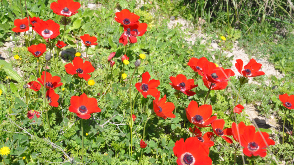 Sasanka věncová (Anemone coronaria) 
