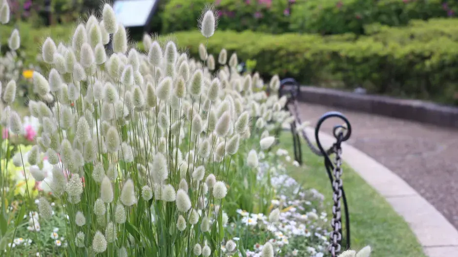 Zaječí ocásek (Lagurus ovatus) 