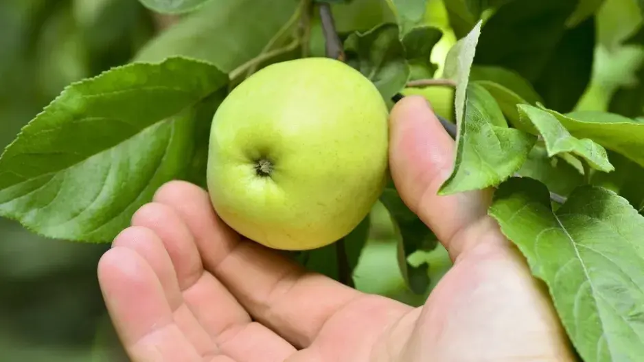 Péče o ovocné stromy Péče o ovocné stromy