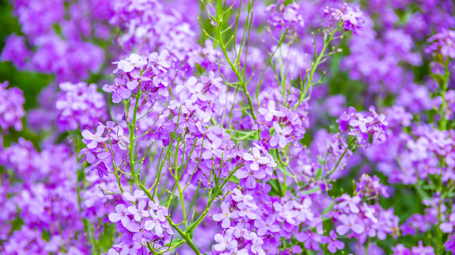 Večernice vonná (Hesperis matronalis) 