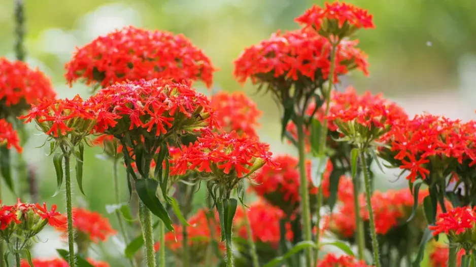 Kohoutek chalcedonský (Lychnis chalcedonica)