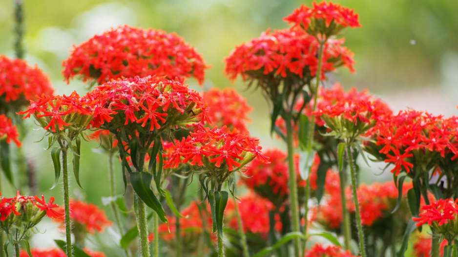 Kohoutek chalcedonský (Lychnis chalcedonica)