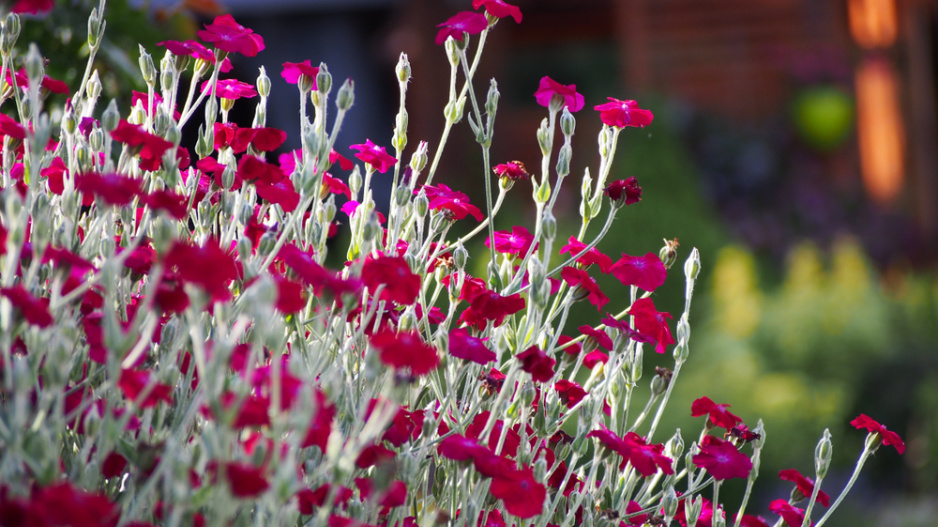 Kohoutek věncový (Lychnis coronaria) 