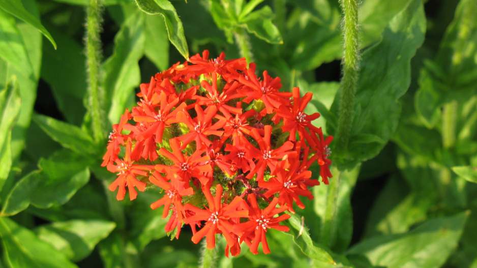 Kohoutek chalcedonský (Lychnis chalcedonica)