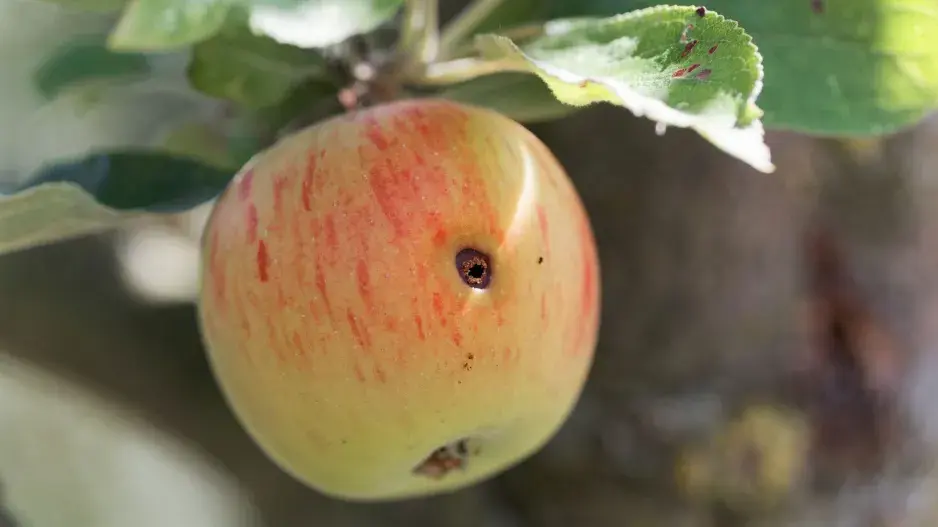 Jablko s dírkou