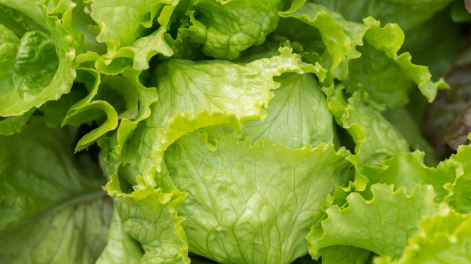 Ledový salát (Lactuca sativa var. Capitata)