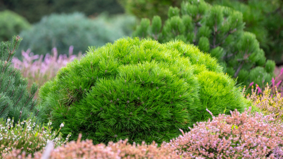 Pinus mugo ´Pumilio´