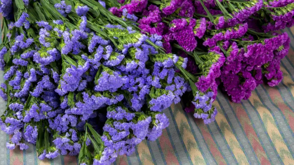 Limonka chobotnatá (Limonium sinuatum)