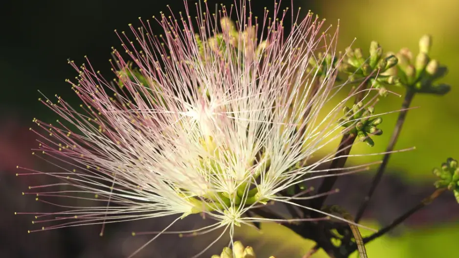 Perská akácie Perská akácie