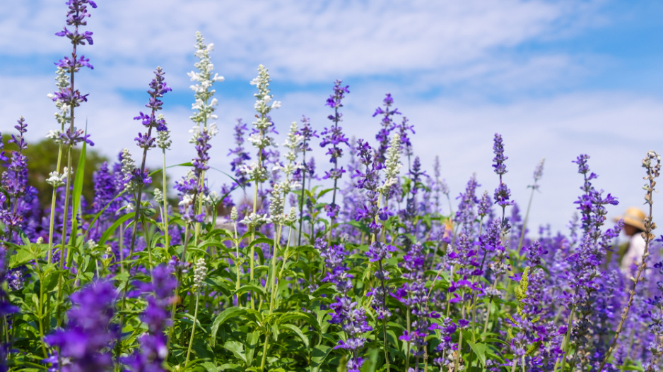 Šalvěj lékařská (Salvia officinalis)