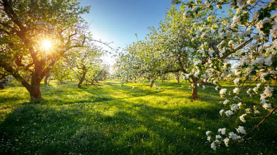 Péče o ovocné stromy