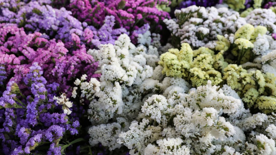 Limonka chobotnatá (Limonium sinuatum)