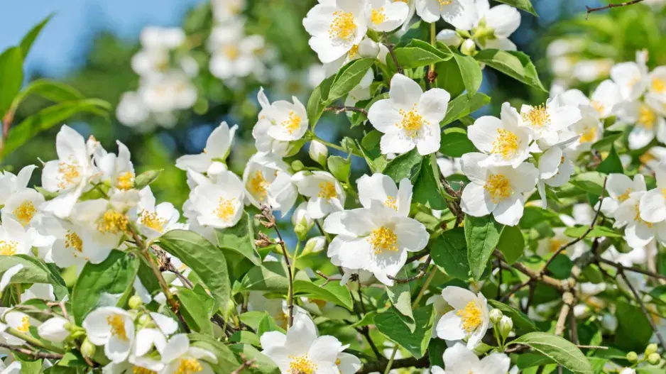 Pustoryl věncový (Philadelphus coronarius)