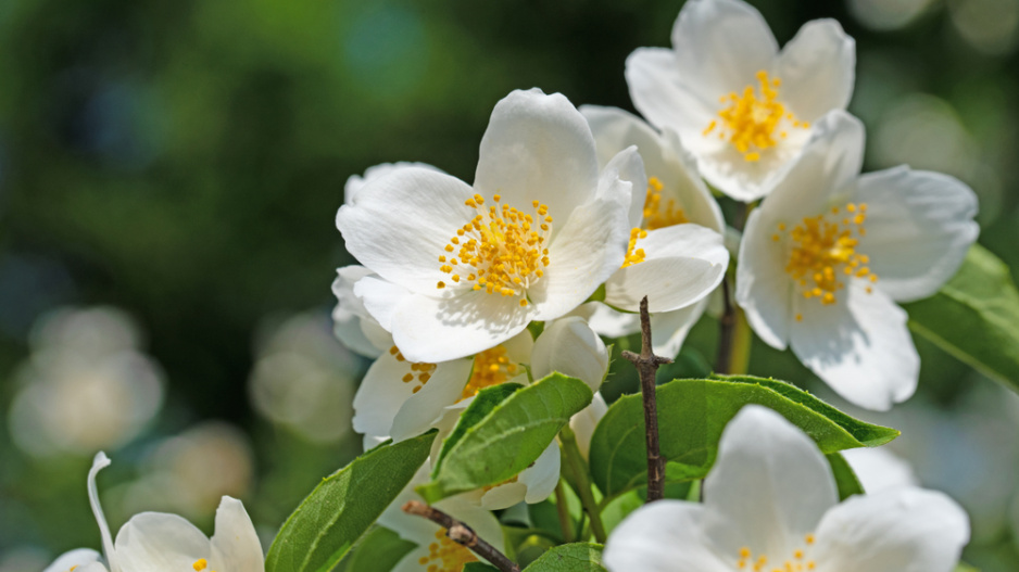 Pustoryl věncový (Philadelphus coronarius) 